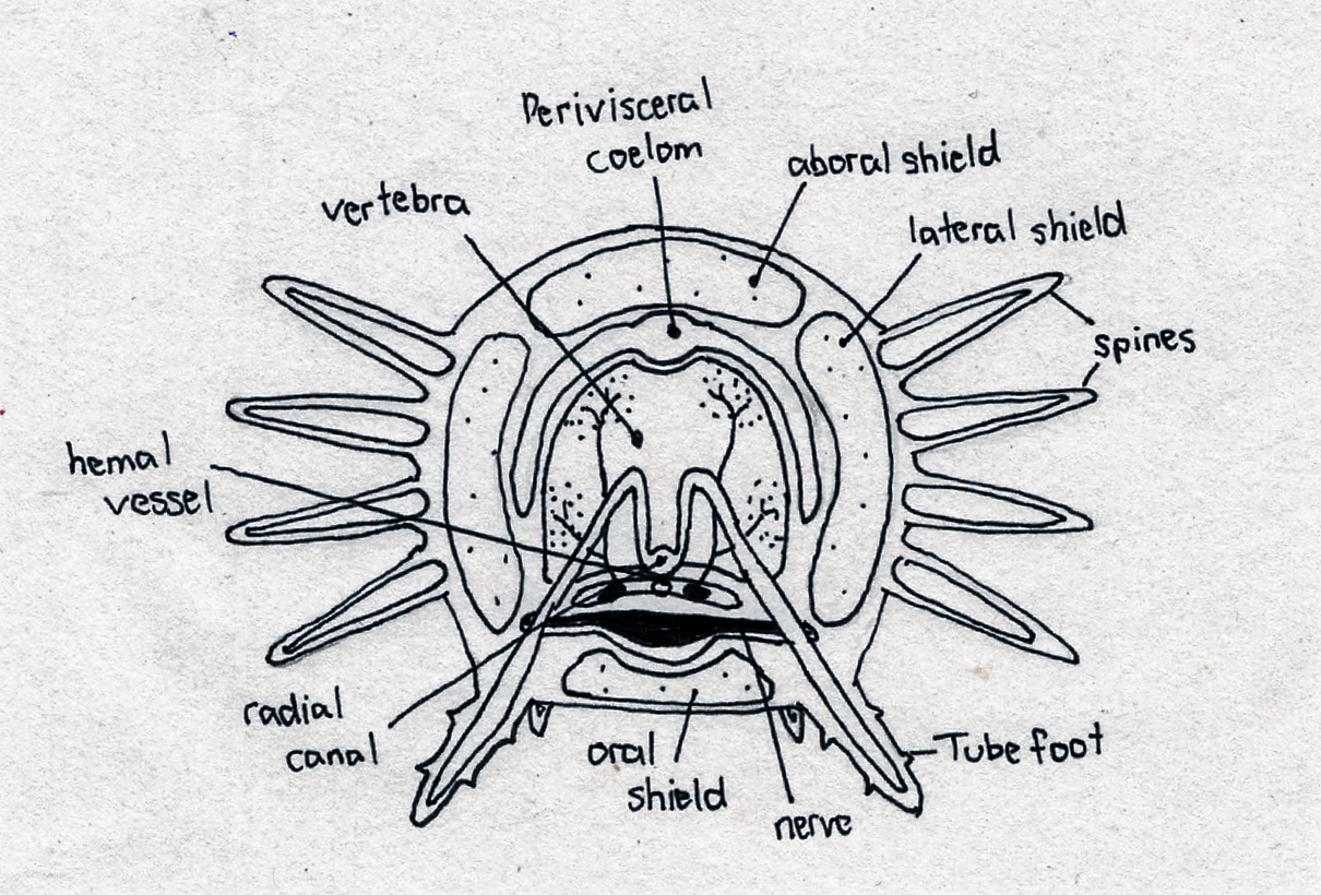 figure image